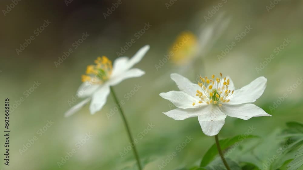 wood anemone close view early spring forest natural world norway wood anemone close view early spring forest natural world norway