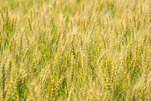小麦畑 © Tohru Murakami