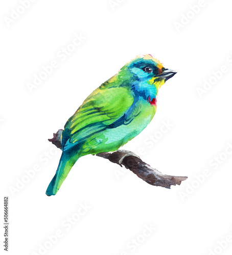 Green bird amadina on tree branch isolated on white background.Watercolor illustration. © Natalia