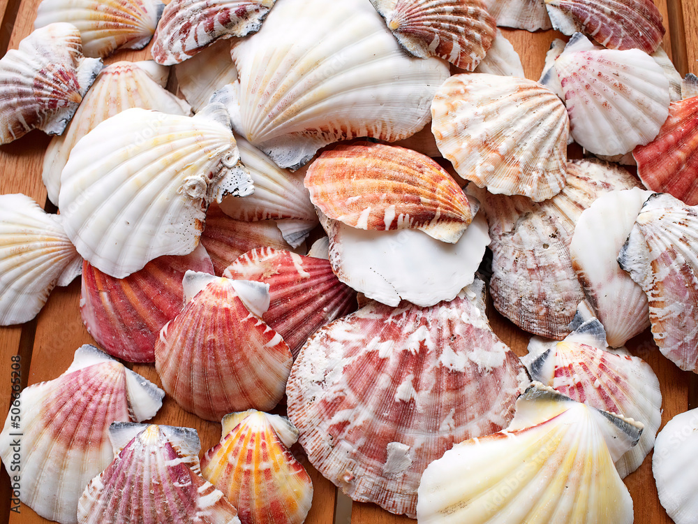 A collection of sea shells and clams top view closeup, as a natural background