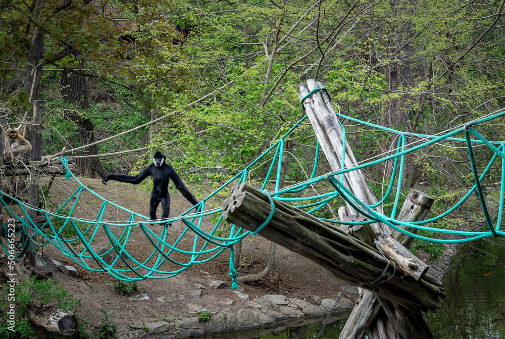 A male white-cheeked gibbon, climbing a suspension rope bridge over the pond, surrounded with forest. Critically endangered species. A male white-cheeked gibbon, climbing a suspension rope bridge over the pond, surrounded with forest. Critically endangered species.