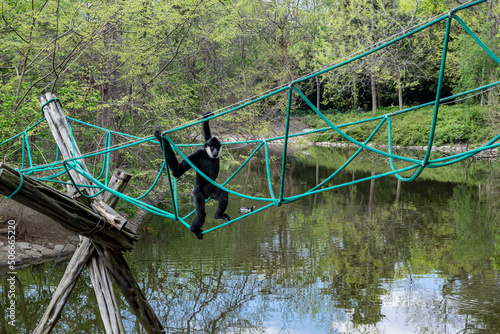 A male white-cheeked gibbon, climbing a suspension rope bridge over the pond, surrounded with forest. Critically endangered species.