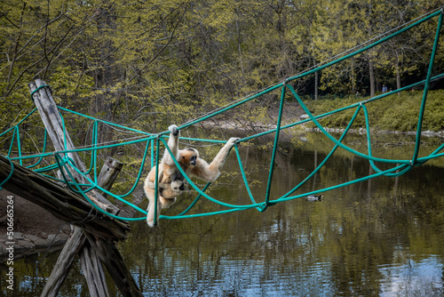 A white-cheeked mother gibbon carrying a child, climbing the rope bridge over the pond, surrounded with forest. Critically endangered species.