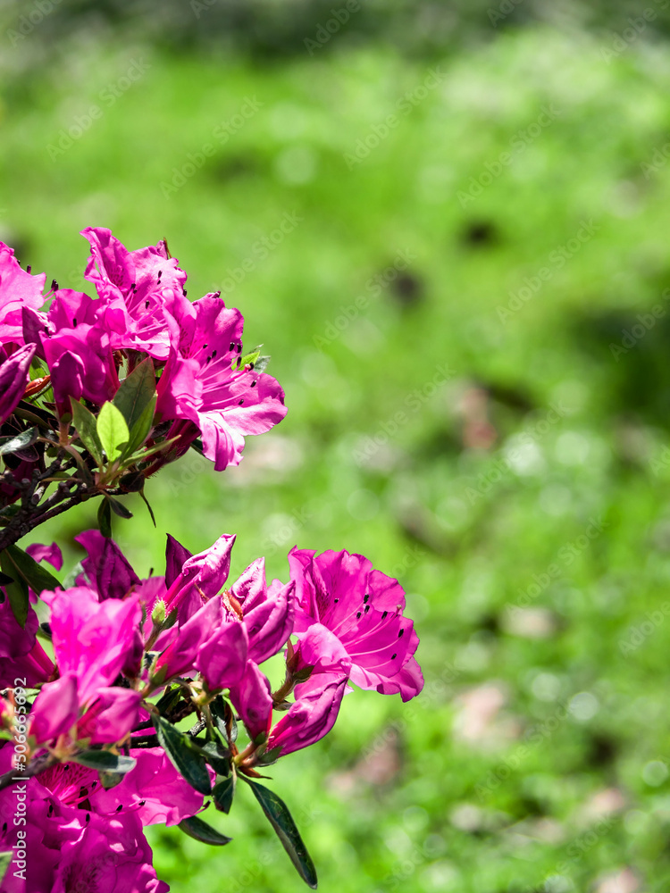 Close-up of blooming purple flowers. Blooming purple hybrid rhododendron. Against the background of green grass. vertically. Copy space. Place for text. Close-up of blooming purple flowers. Blooming purple hybrid rhododendron. Against the background of green grass. vertically. Copy space. Place for text.