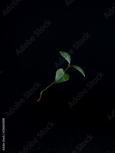 Soaring branch with three leaves in the air on a black background. Levitation. Place for text. Copy space. Design and wallpaper. Vertical
