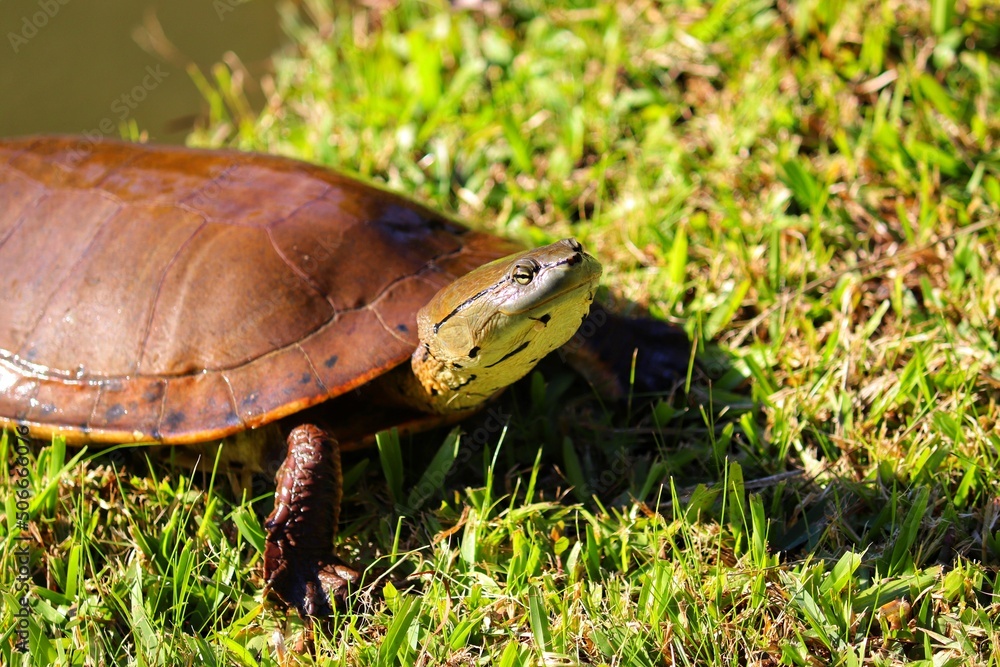 Obraz premium Photograph of a beautiful turtle on the shores of the lake.