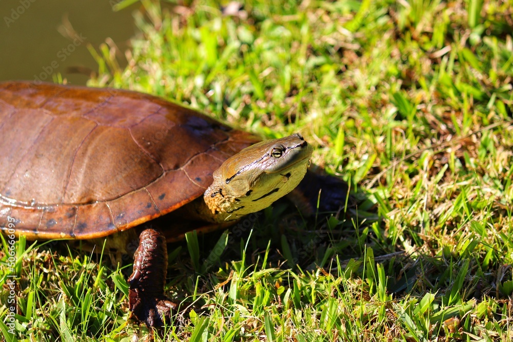 Photograph of a beautiful turtle on the shores of the lake. Photograph of a beautiful turtle on the shores of the lake.
