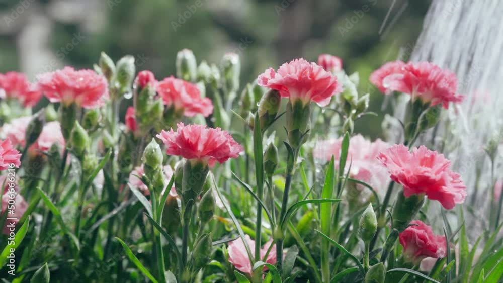 Watering pink carnation flowers against bright sunlight on balcony. Close up. Camera zoom out. Hobby gardening and summer concept. 4K UHD Watering pink carnation flowers against bright sunlight on balcony. Close up. Camera zoom out. Hobby gardening and summer concept. 4K UHD