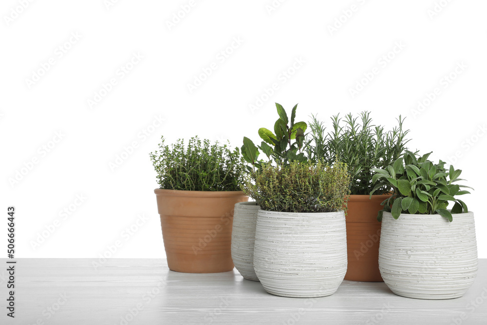 Pots with thyme, bay, sage and rosemary on table against white background