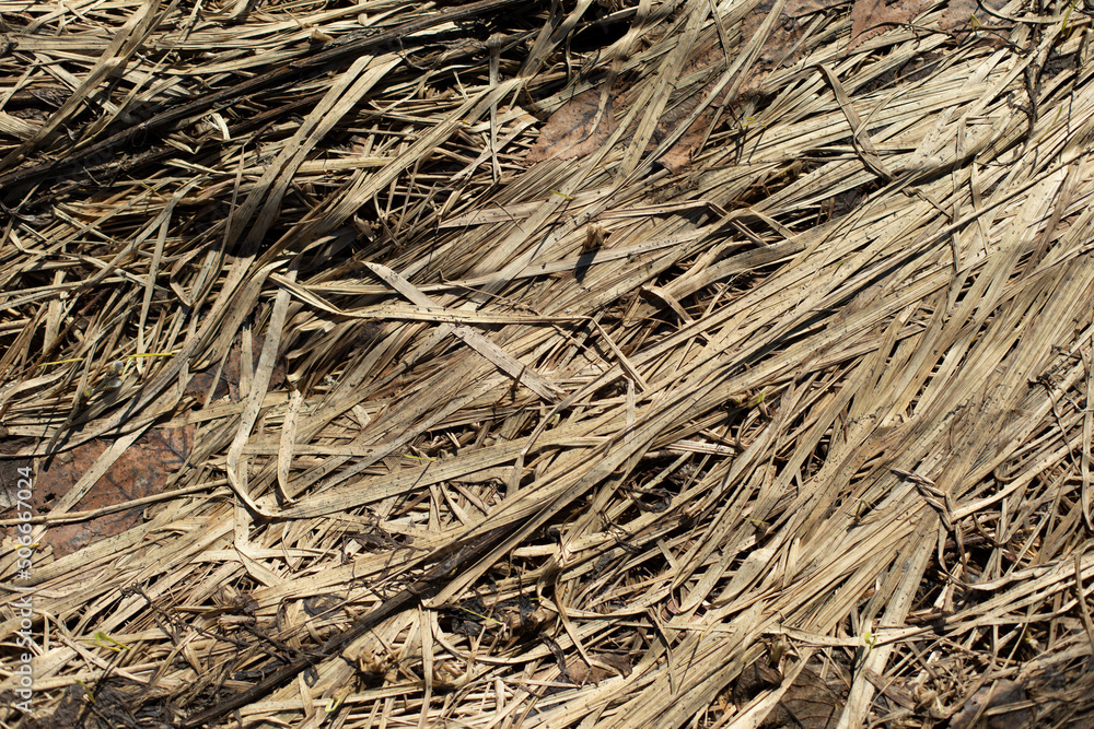 Dry grass. Texture of dry plants. Details of nature.