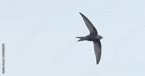 Common swift in flight