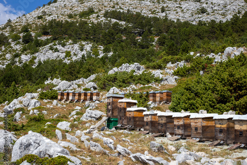 Wooden houses for bees in the mountains at sunny day. Mountain apiary in Croatia