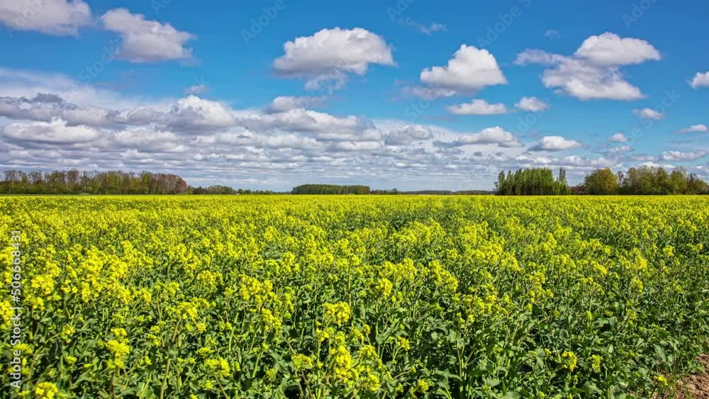 Timelapse of beautiful rapeseed flowers field against blue sky with white clouds on agricultural landscape on a bright sunny day. Timelapse of beautiful rapeseed flowers field against blue sky with white clouds on agricultural landscape on a bright sunny day.