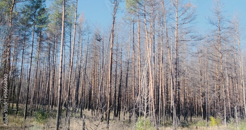 Burnt forest in Chernobyl. Side view in motion. Ukraine.