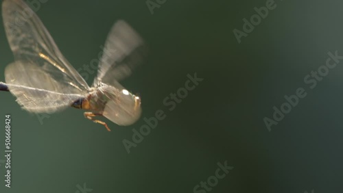 Closeup Slow motion shot of a dragonfly side on suspended mid air hover photo