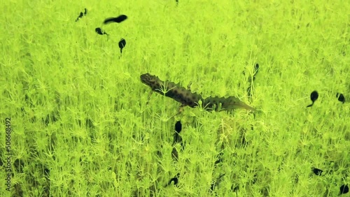 Male Smooth newt (Lissotriton vulgaris) crawls at the bottom of shallow pond in Estonia. photo