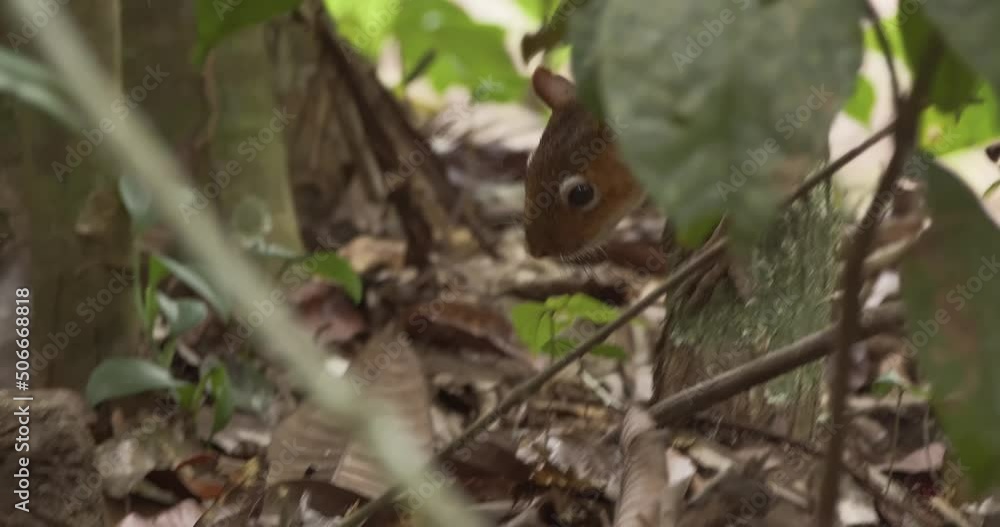 Red Squirrel jumps down a tree to grab a Nut that it tries to chew and handle to crack it open Red Squirrel jumps down a tree to grab a Nut that it tries to chew and handle to crack it open