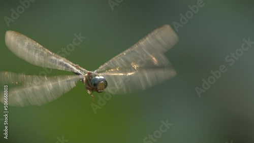Dragonfly mid flight in a forest facing camera with green background flies away