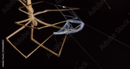 Super closeup of the Net-casting Spider holding the net in front of it photo