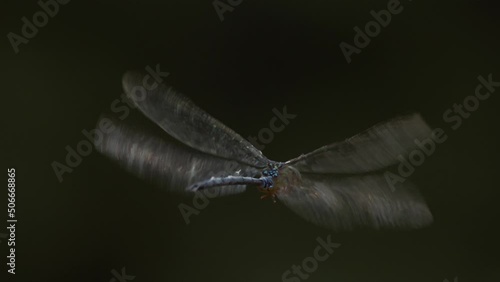 Dragonfly looking away from camera as its transparent wings are seen flies away  photo