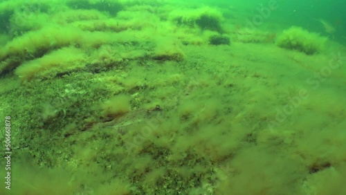 European flounder (Platichthys flesus) hiding at the sea bottom covered with green algae  in the Baltic Sea, Estonia. photo