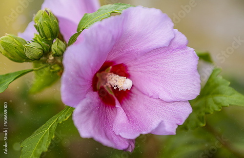Hibiscus flower close-up with buds