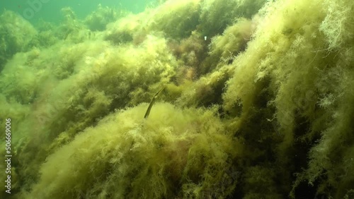 Straightnose pipefish (Nerophis ophidion) at the bottom covered with green algae in the Baltic Sea, Estonia. photo