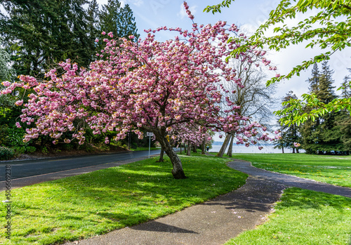 Seattle Roadside Blossoms