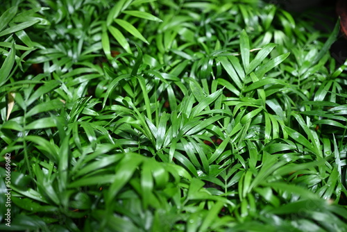 Green plant texture 
