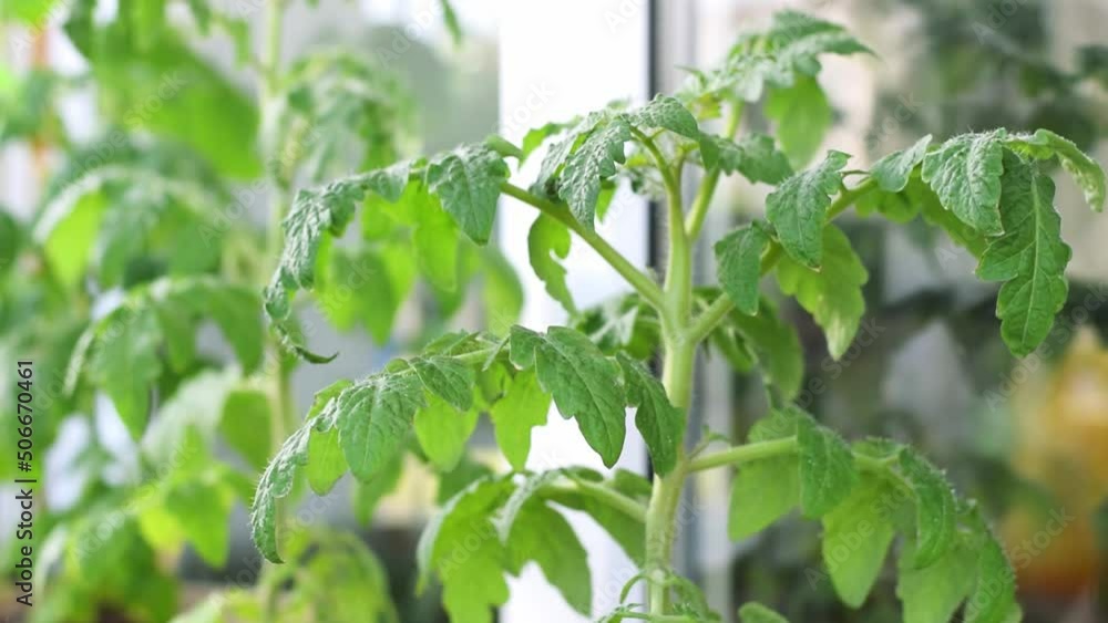 Tomato plant on the glazed balcony. Growing self-pollinating vegetables at home. Window farm. Zoom in Tomato plant on the glazed balcony. Growing self-pollinating vegetables at home. Window farm. Zoom in