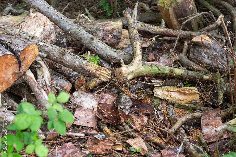 roots in the forest roots in the forest