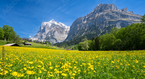 amazing meadow flowers and Alps mountains during sunny day in Grindelwald in Switzerland photo