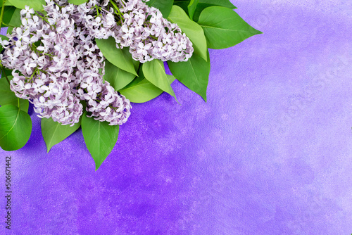 Beautiful lilac branch with flowers and leaves on a purple background. Space for text. Flower background. Congratulations on holidays: birthday, March 8, mother's day, Valentine's day.