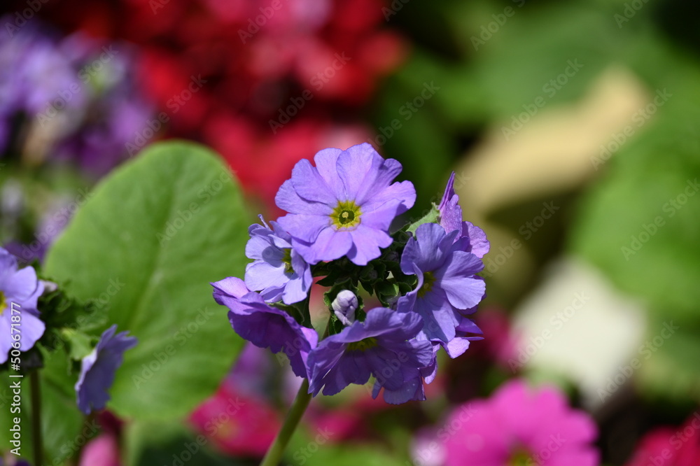 flower in the garden