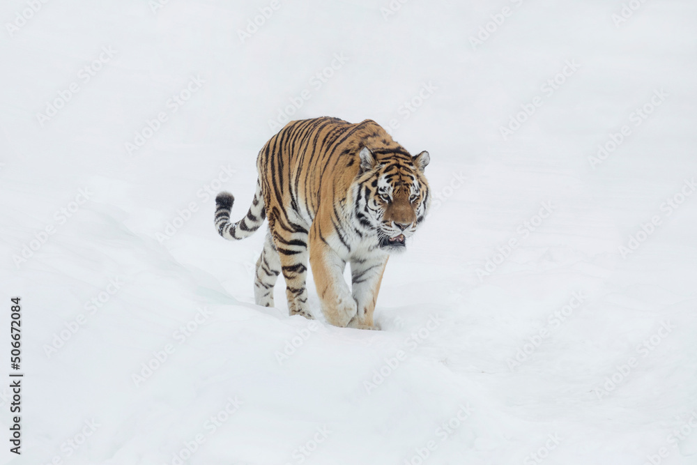 Obraz premium Careful amur tiger is walking on a white snow and looking away. Siberian tiger. Panthera tigris tigris. Animals in wildlife.