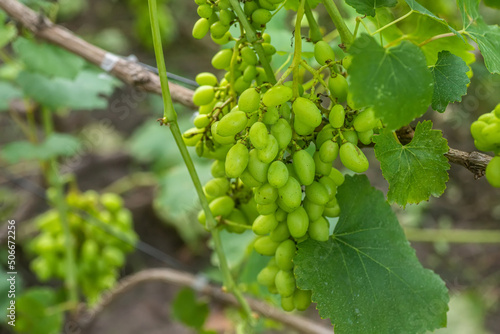 Wallpaper Mural Grapevine. Ingredients for production of wine. Home winemaking. Agribusiness. fresh fruits, Macro. Soft focus Torontodigital.ca