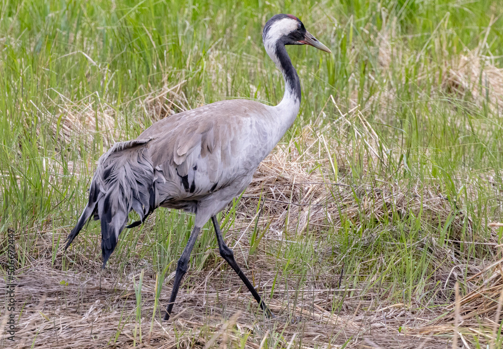 Obraz premium The common crane (Grus grus), also known as the Eurasian crane, is a bird of the family Gruidae, the cranes, Northern Norway,scandinavia,Europe