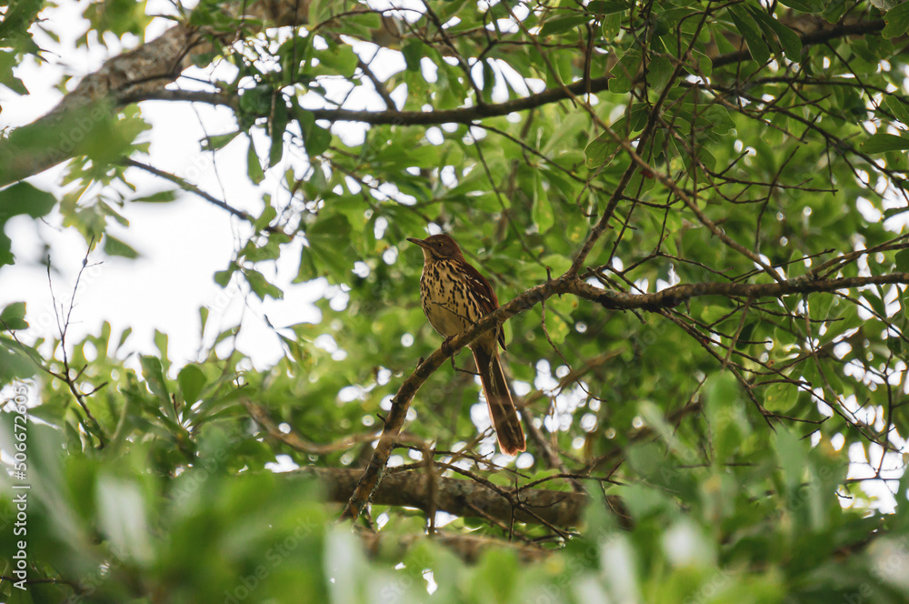 A Brown Thrasher Sitting in an Oak Tree A Brown Thrasher Sitting in an Oak Tree
