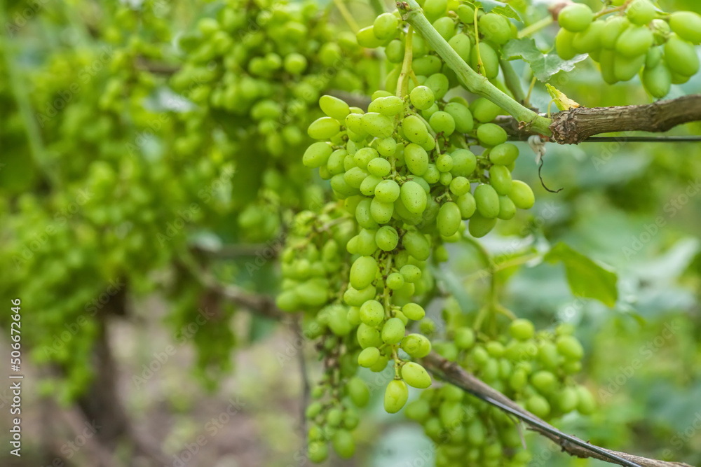 Green young wine grapes in the vineyard. ineyard with green immature grapes on the vine Green young wine grapes in the vineyard. ineyard with green immature grapes on the vine