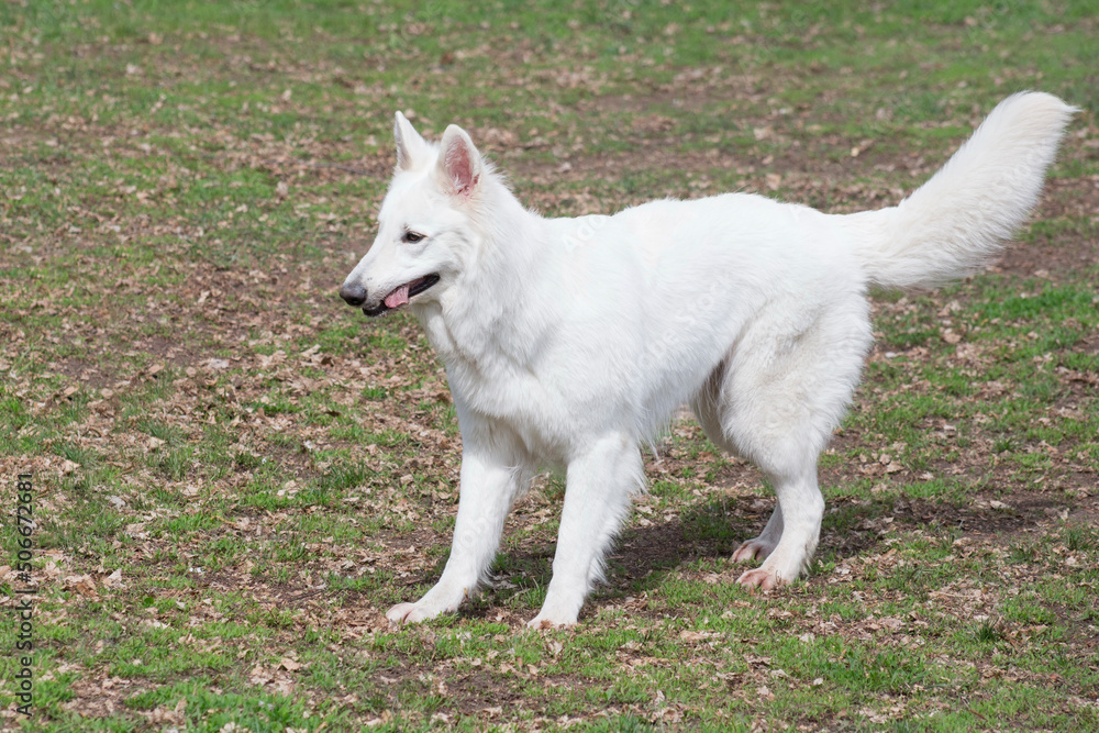 White swiss shepherd dog puppy is standing on a green grass in the spring park. Pet animals. Purebred dog. White swiss shepherd dog puppy is standing on a green grass in the spring park. Pet animals. Purebred dog.