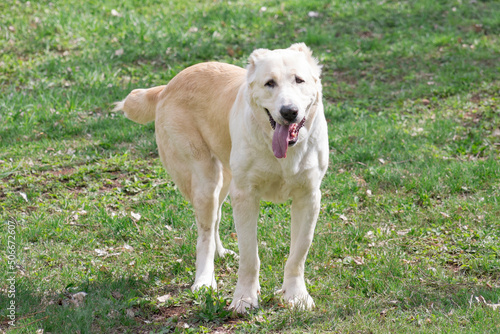 Central asian shepherd dog is standing on a green grass in the spring park and looking at the camera. Alabay or aziat. Pet animals. Purebred dog.