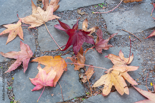 Platanis x hispanica leaves defoliated in autumn season