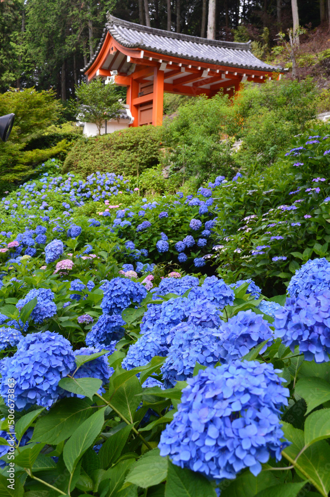 6月の京都府宇治市の三室戸寺のアジサイ園01 6月の京都府宇治市の三室戸寺のアジサイ園01