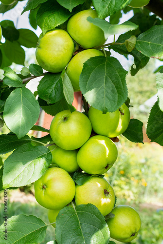 A bunch of ripe juicy green apples on a branch (on a tree) with leaves close-up in sunny weather. Vertical photo.