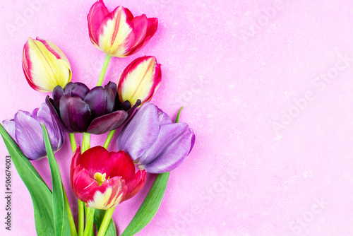 Fototapeta Naklejka Na Ścianę i Meble -  A bouquet of multicolored daffodil flowers on a pink background. A place for a text, congratulations. Floral background. The concept of the holiday. Birthday, March 8, Valentine's Day, Mother's Day.