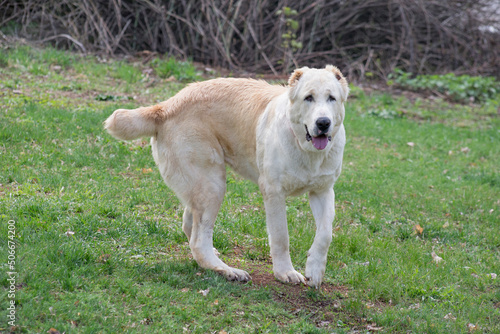 Central asian shepherd dog is walking on a green grass in the spring park. Alabay or aziat. Pet animals. Purebred dog.