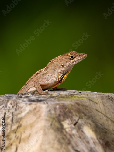 small lizard resting on a tree trunk