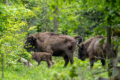 European Bison (Bison bonasus). The Bieszczady Mountains, Carpathians, Poland.