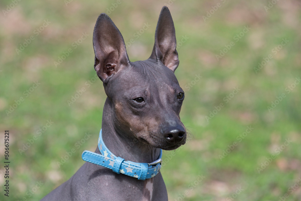 Cute american hairless terrier puppy in the spring park. Close up. Pet animals. Purebred dog. Cute american hairless terrier puppy in the spring park. Close up. Pet animals. Purebred dog.