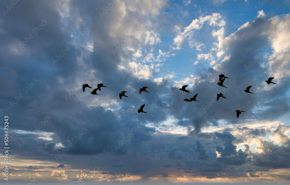 birds in the sky birds in the sky